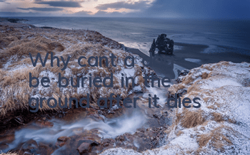 Why can't a dog be buried in the ground after it dies?