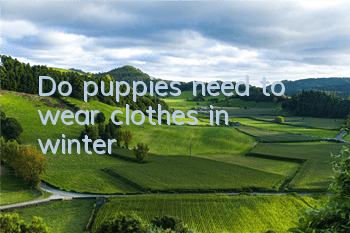 Do puppies need to wear clothes in winter?