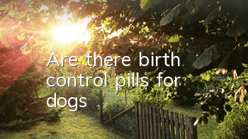 Are there birth control pills for dogs?