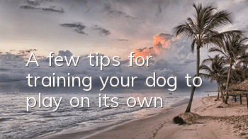 A few tips for training your dog to play on its own