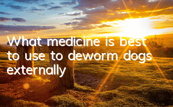 TWhat medicine is best to use to deworm dogs externally?