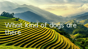 What kind of dogs are there?
