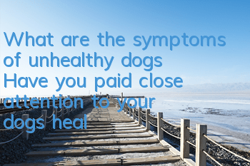 What are the symptoms of unhealthy dogs? Have you paid close attention to your dog’s health?