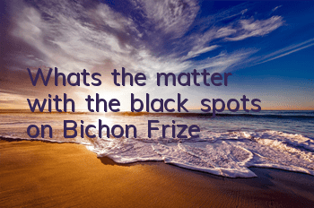 What's the matter with the black spots on Bichon Frize?