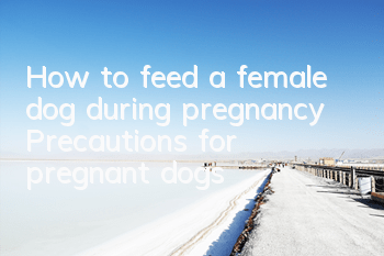 How to feed a female dog during pregnancy Precautions for pregnant dogs