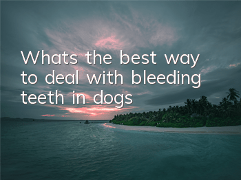 TWhat’s the best way to deal with bleeding teeth in dogs?