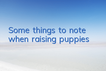 Some things to note when raising puppies!