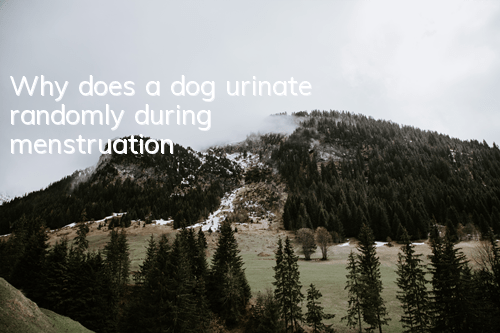 TWhy does a dog urinate randomly during menstruation?