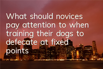 TWhat should novices pay attention to when training their dogs to defecate at fixed points and at regular intervals?