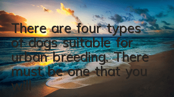 There are four types of dogs suitable for urban breeding. There must be one that you will like.
