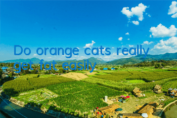 TDo orange cats really get fat easily?