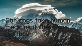 Can dogs take human medicine if they have diarrhea?