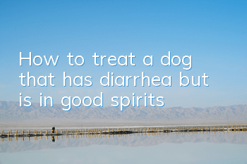 How to treat a dog that has diarrhea but is in good spirits