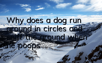 Why does a dog run around in circles and sniff the ground when he poops?