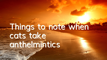 Things to note when cats take anthelmintics