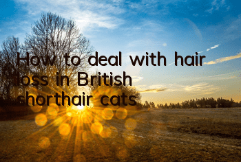 How to deal with hair loss in British shorthair cats