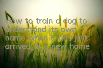 THow to train a dog to understand its own name when it has just arrived at a new home?