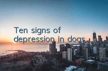 Ten signs of depression in dogs