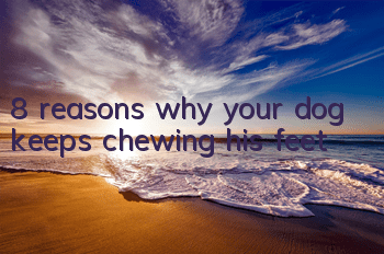 T8 reasons why your dog keeps chewing his feet