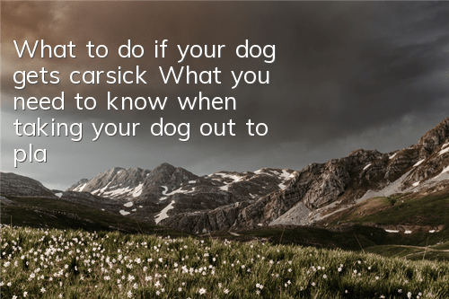 What to do if your dog gets carsick? What you need to know when taking your dog out to play