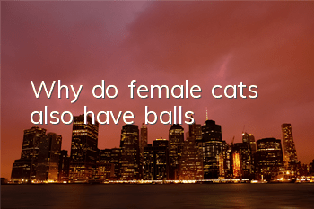 TWhy do female cats also have balls?