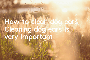 How to clean dog ears Cleaning dog ears is very important