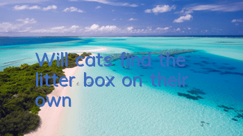 Will cats find the litter box on their own?