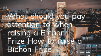 What should you pay attention to when raising a Bichon Frize? How to raise a Bichon Frize correctly?