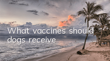 What vaccines should dogs receive?