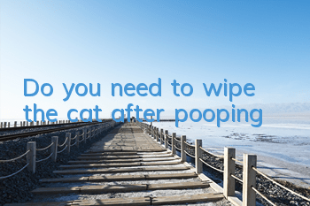 Do you need to wipe the cat after pooping?
