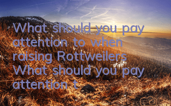 What should you pay attention to when raising Rottweilers? What should you pay attention to when raising Rottweilers?