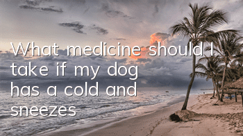 What medicine should I take if my dog ​​has a cold and sneezes?