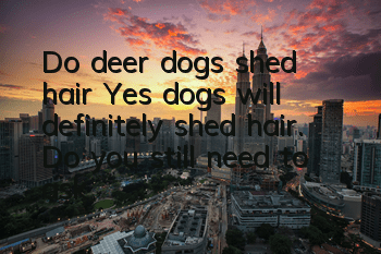 Do deer dogs shed hair? Yes, dogs will definitely shed hair. Do you still need to ask?