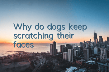 Why do dogs keep scratching their faces?