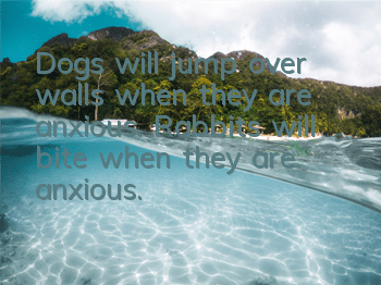 Dogs will jump over walls when they are anxious. Rabbits will bite when they are anxious.