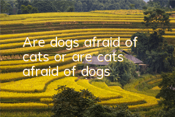 Are dogs afraid of cats or are cats afraid of dogs?