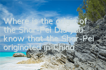 Where is the origin of the Shar-Pei? Did you know that the Shar-Pei originated in China?