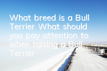 What breed is a Bull Terrier? What should you pay attention to when raising a Bull Terrier?