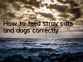 How to feed stray cats and dogs correctly?