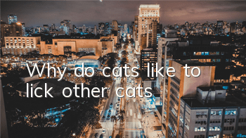 Why do cats like to lick other cats?