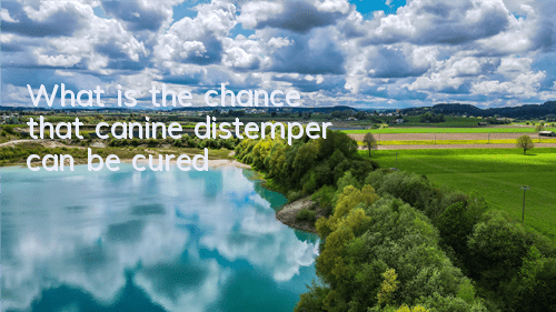 TWhat is the chance that canine distemper can be cured?