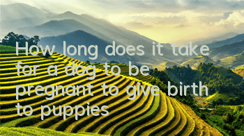 How long does it take for a dog to be pregnant to give birth to puppies?