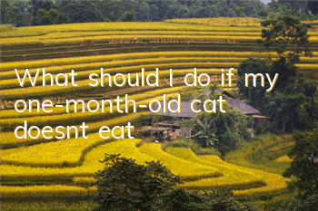 What should I do if my one-month-old cat doesn’t eat?