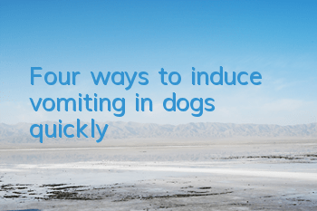 Four ways to induce vomiting in dogs quickly