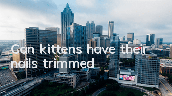 Can kittens have their nails trimmed?