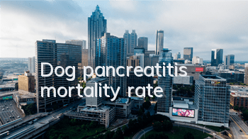 Dog pancreatitis mortality rate