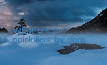 TWhat are the painkillers for dogs?