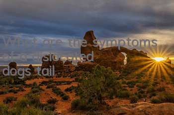 What are the symptoms of a dislocated dog's tail?