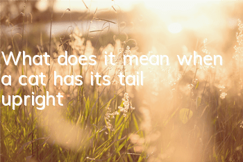What does it mean when a cat has its tail upright?