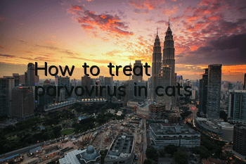 How to treat parvovirus in cats